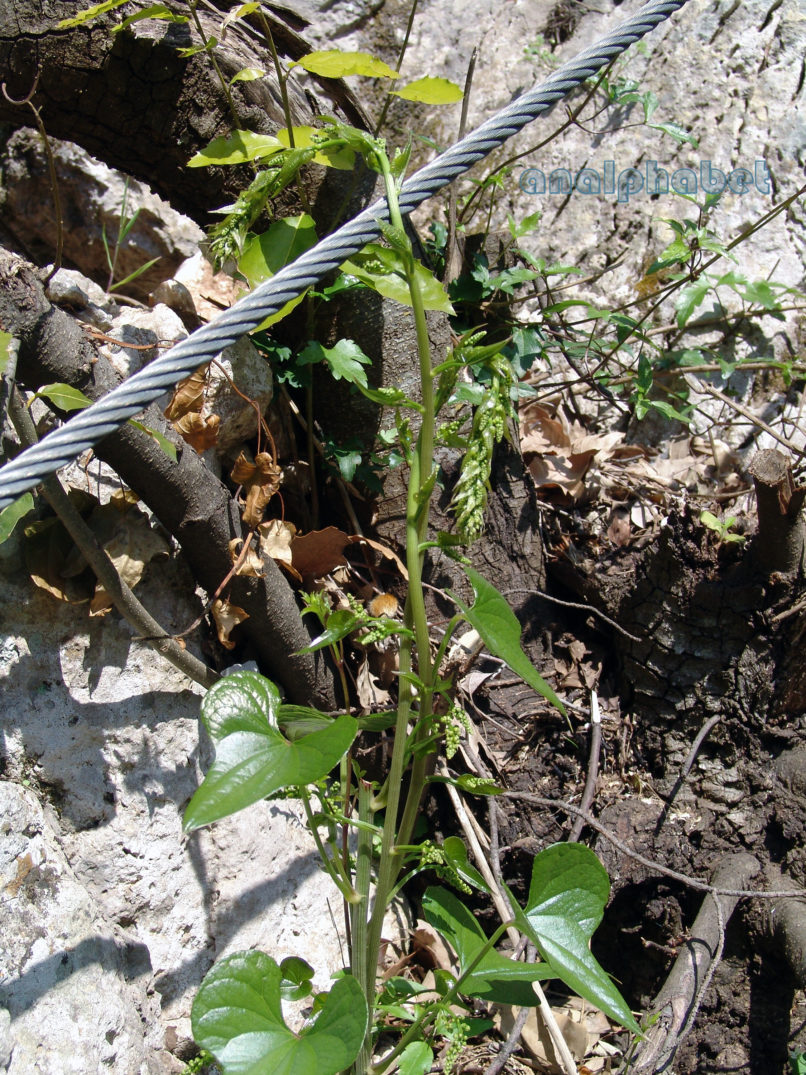 Tamus communis (L.), PARNITHA-1