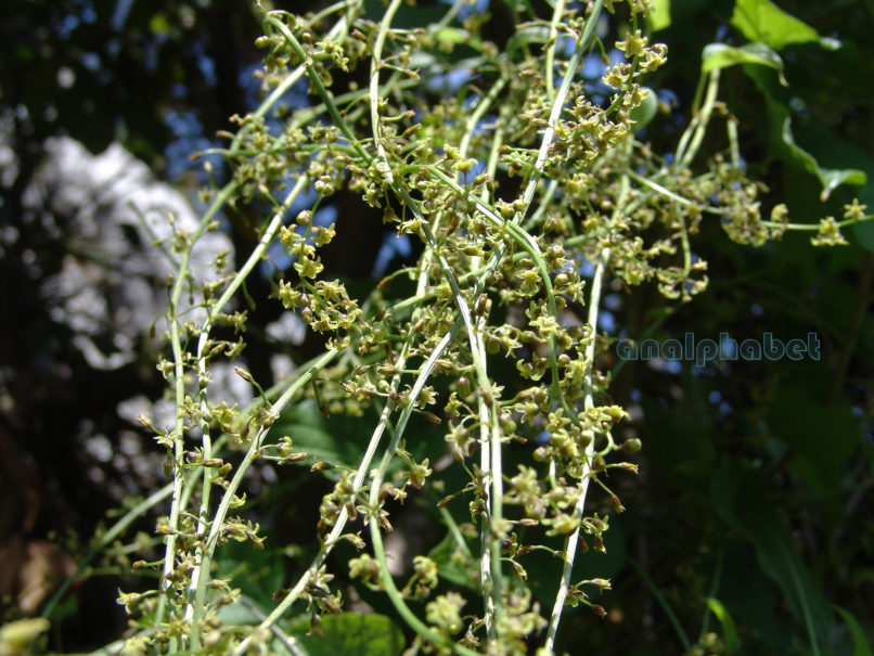 Tamus communis (L.), PARNITHA-2