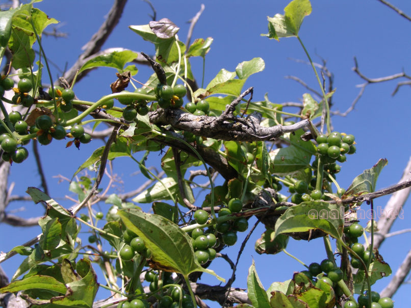 Tamus communis (L.), PARNITHA-3