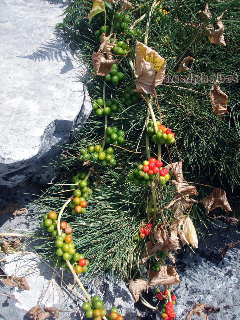 Tamus communis (L.), PARNITHA-4