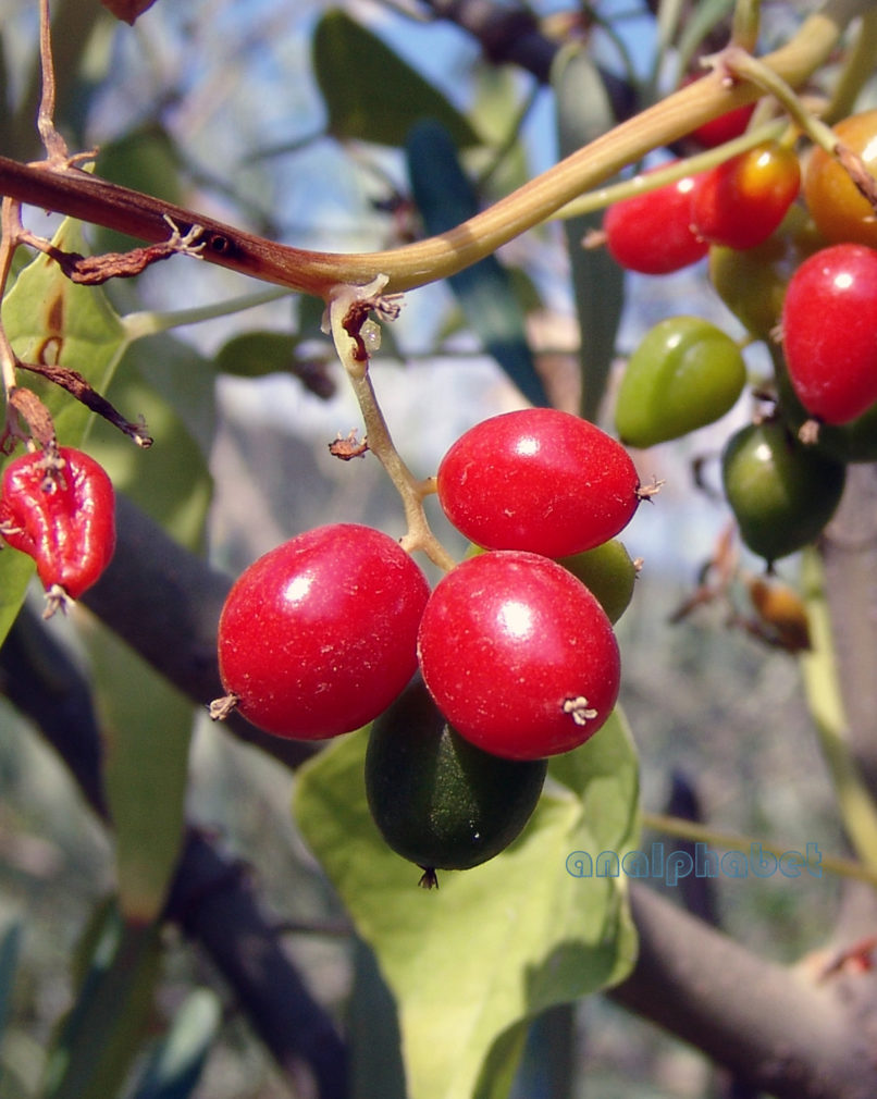 Tamus communis (L.), PARNITHA-5