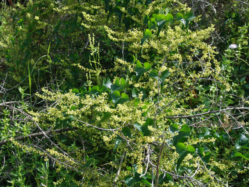 Tamus communis (L.), ZAKYNTHOS-1