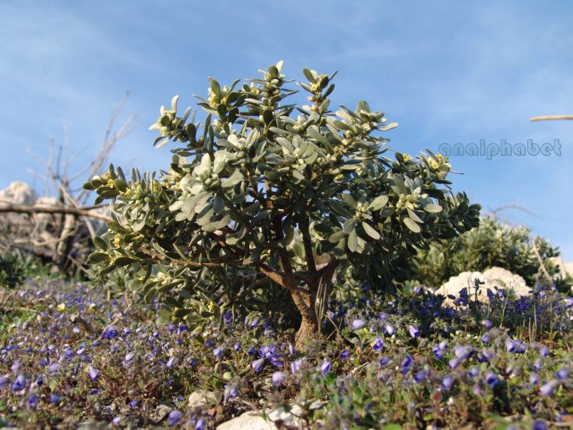 Thymelaea tartonraira (L.), PARNITHA-1