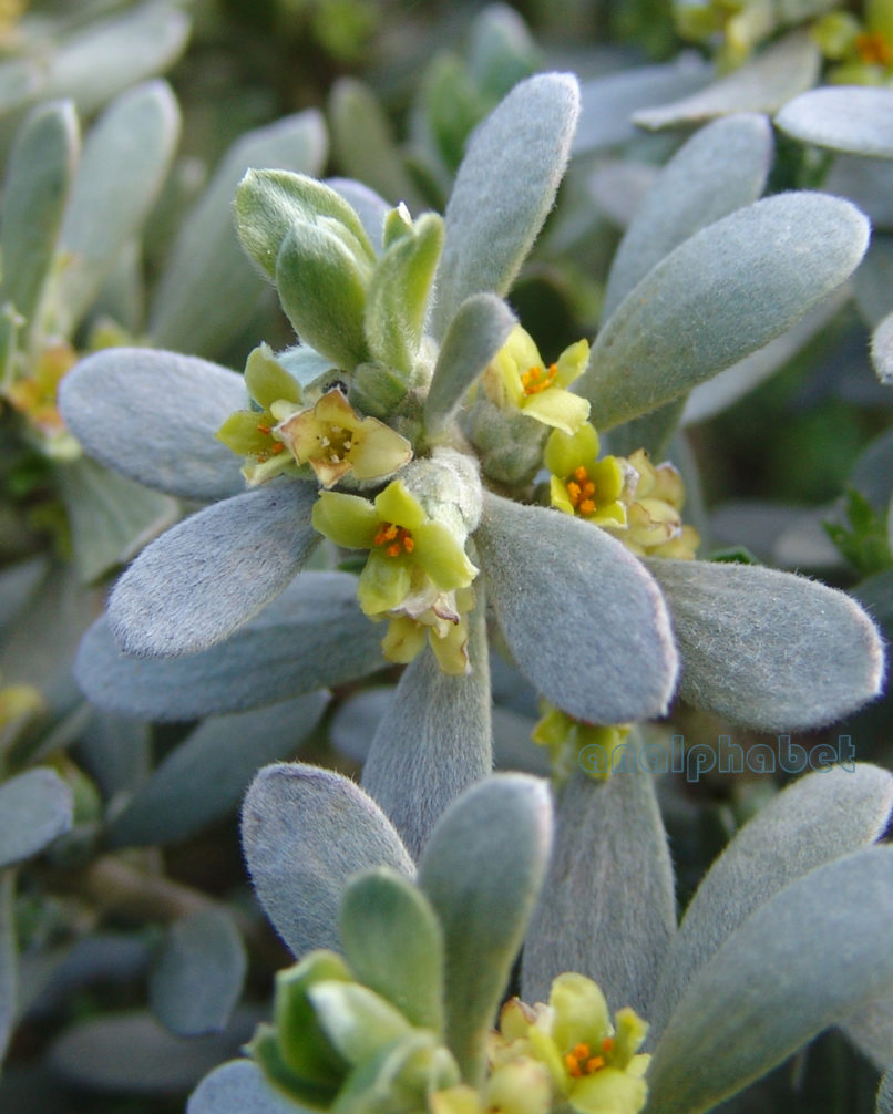 Thymelaea tartonraira (L.), PARNITHA-2