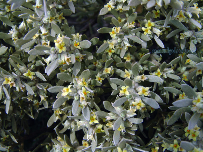 Thymelaea tartonraira (L.), PARNITHA-3