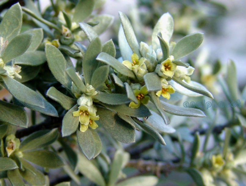 Thymelaea tartonraira (L.), PARNITHA-4