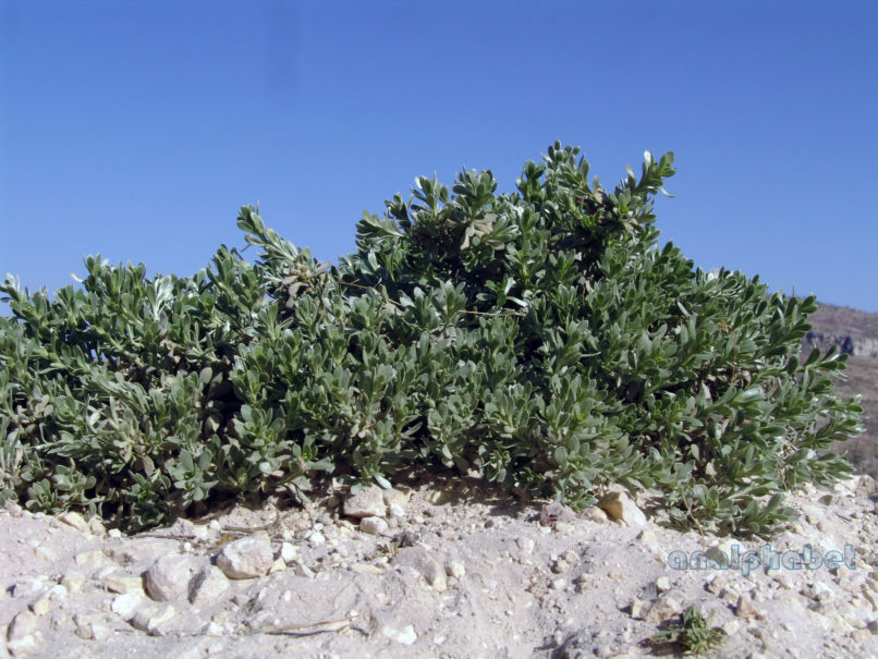 Thymelaea tartonraira (L.), PARNITHA-5