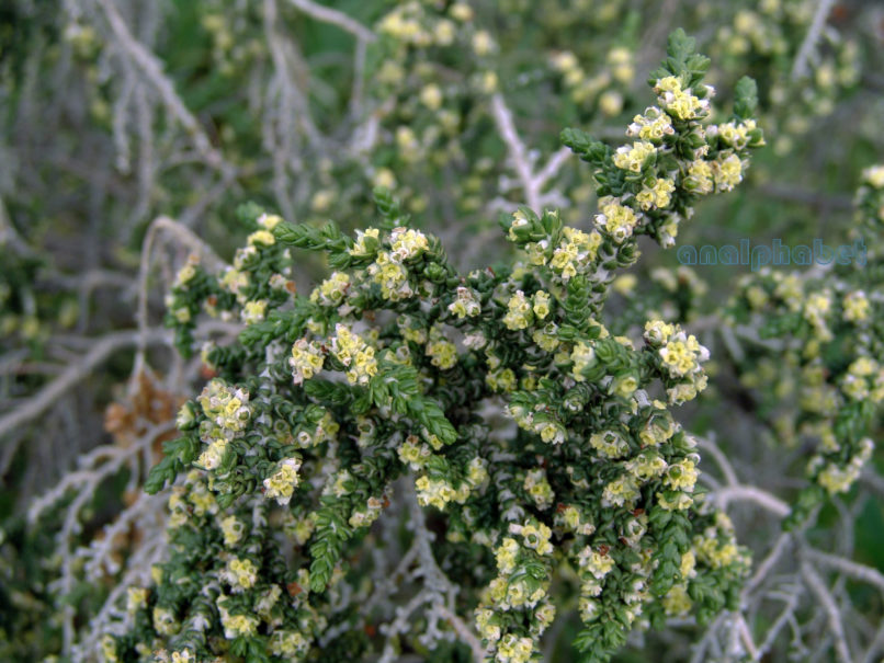 Thymeleae hirsuta (L.), ATTIKA-ATHENS-1