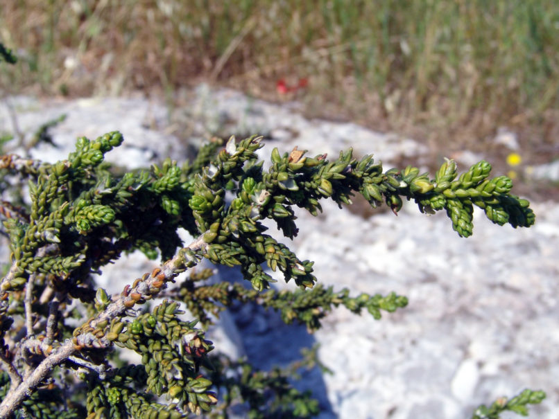 Thymeleae hirsuta (L.), ATTIKA-ATHENS-2