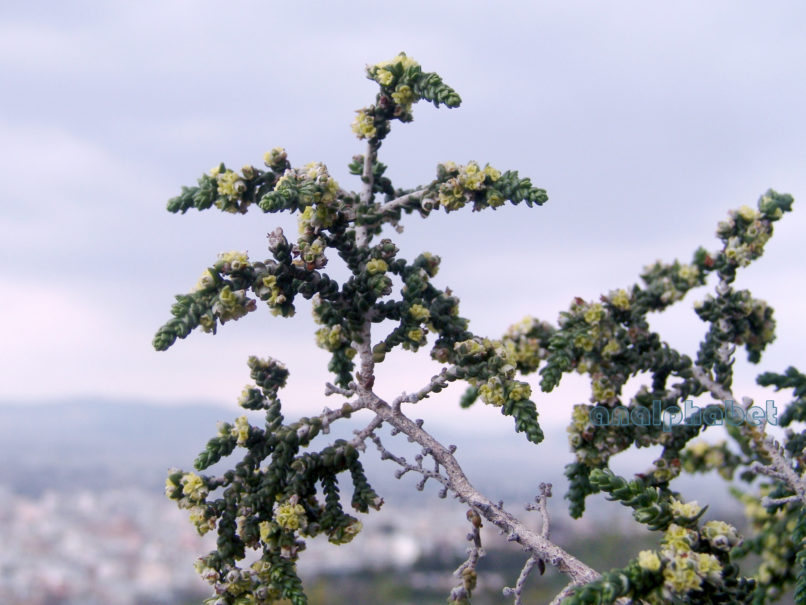 Thymeleae hirsuta (L.), ATTIKA-ATHENS-3