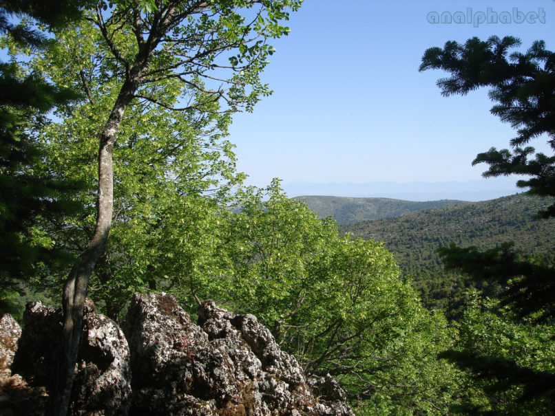 Tilia europaea (L.) [T. vulgaris (Heyne)], PARNITHA-1
