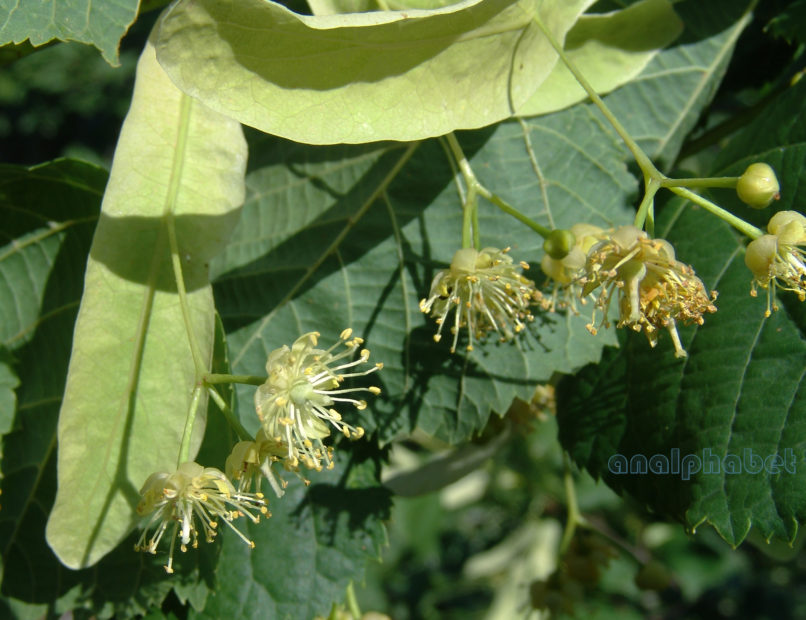 Tilia europaea (L.) [T. vulgaris (Heyne)], PARNITHA-2