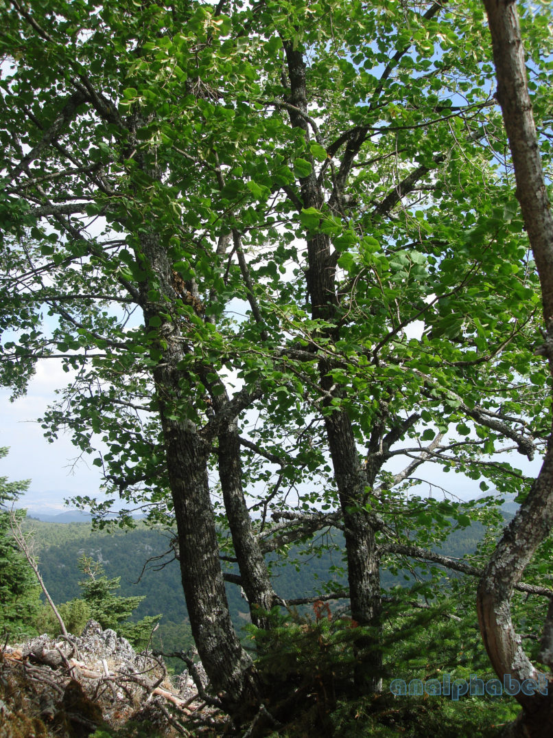 Tilia europaea (L.) [T. vulgaris (Heyne)], PARNITHA-3