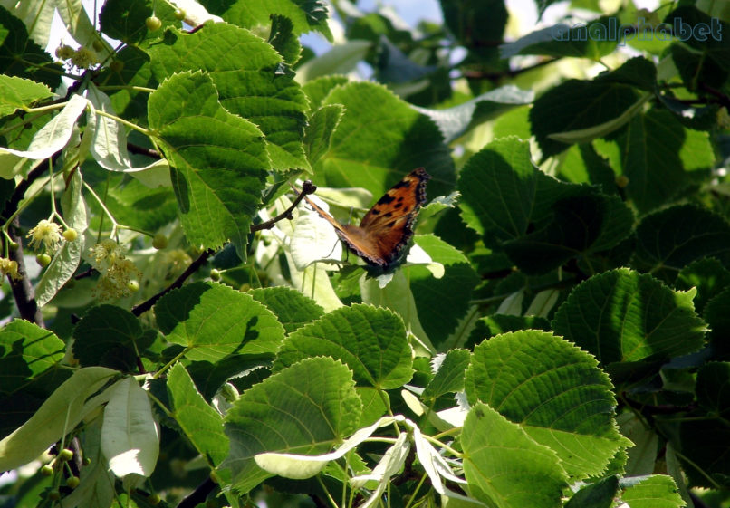 Tilia europaea (L.) [T. vulgaris (Heyne)], PARNITHA-4