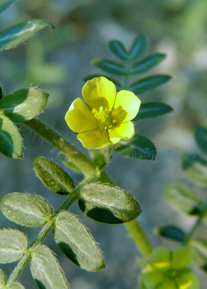 Tribulus terrestris (L.), ZAKYNTHOS-SARAKINADO-4