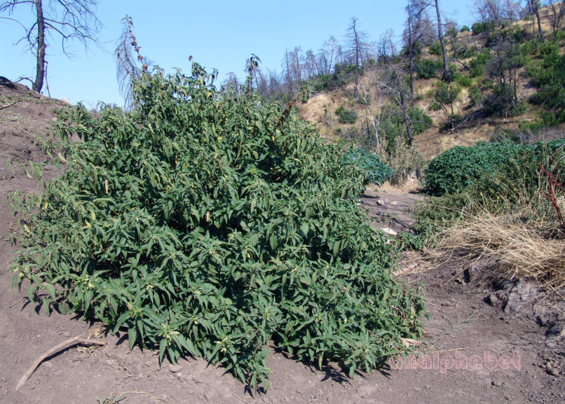 Urtica dioica (L.), PARNITHA-1