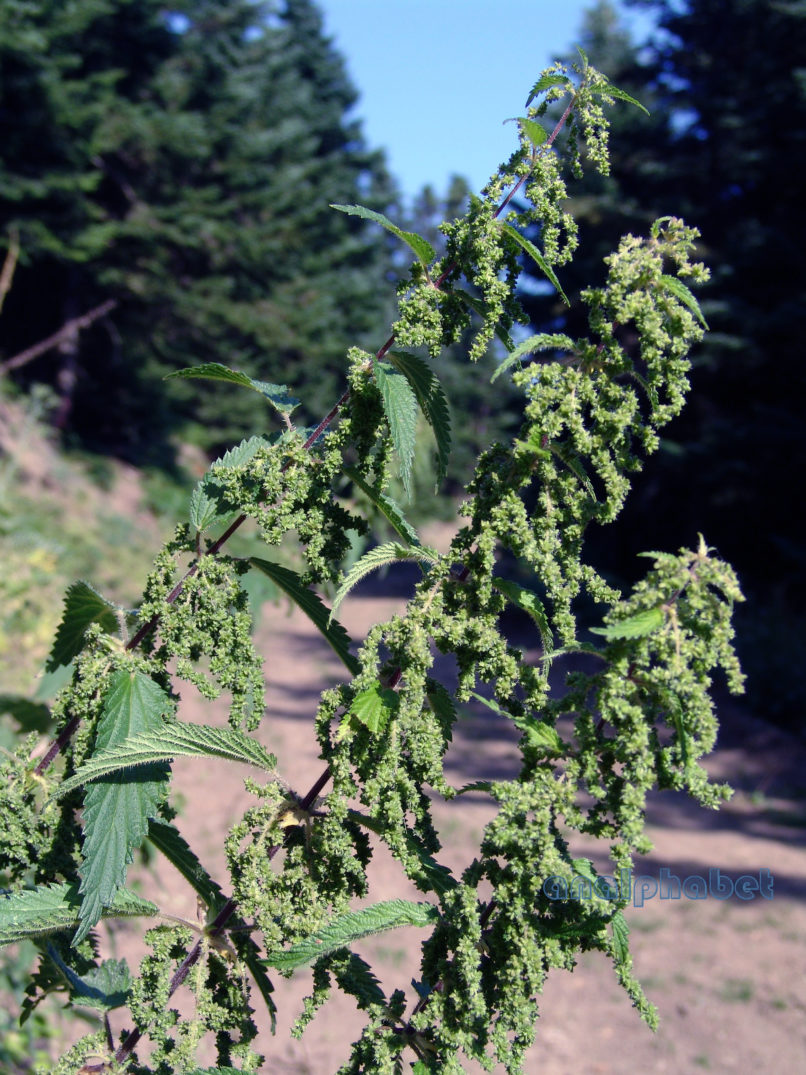 Urtica dioica (L.), PARNITHA-2