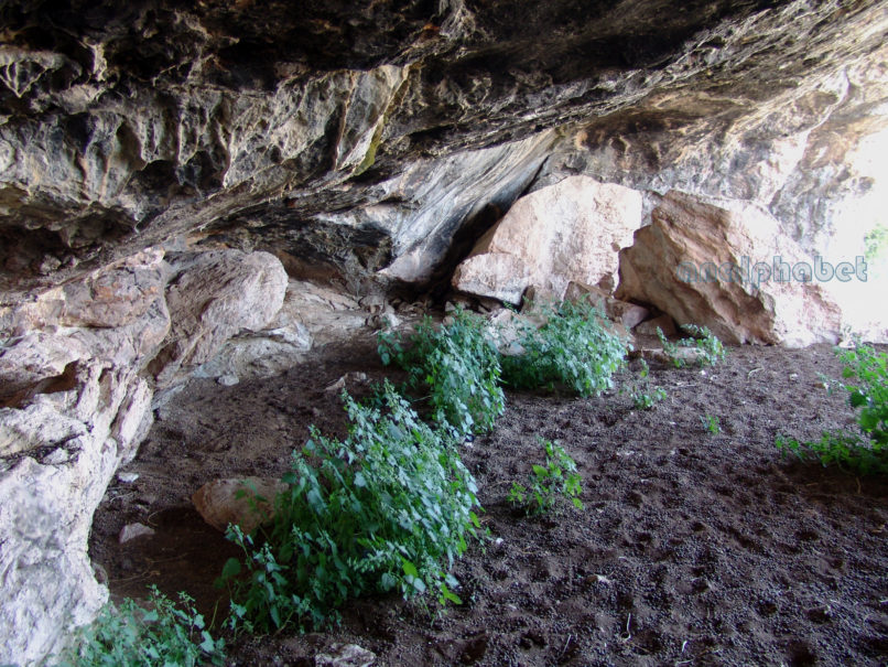 Urtica dioica (L.), PARNITHA-3