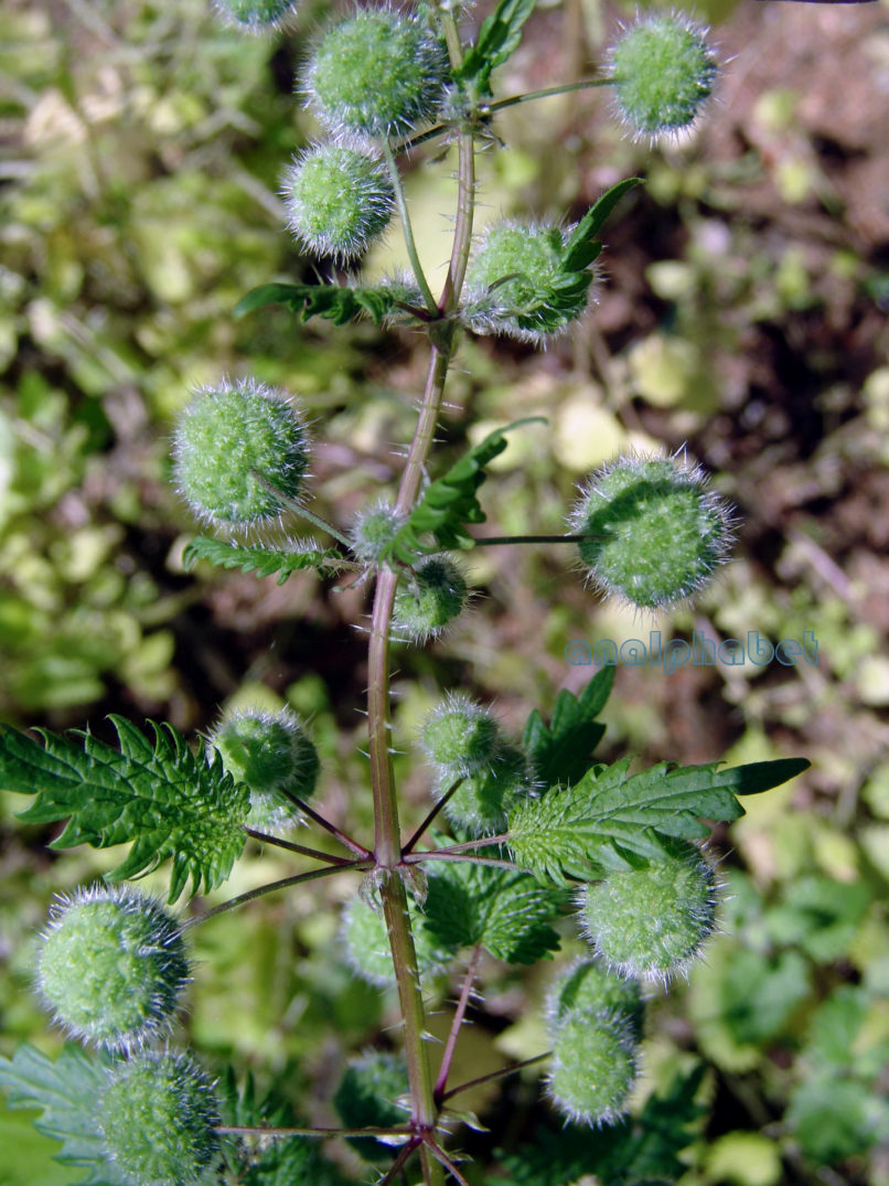 Urtica pilulifera (L.), PARNITHA-1