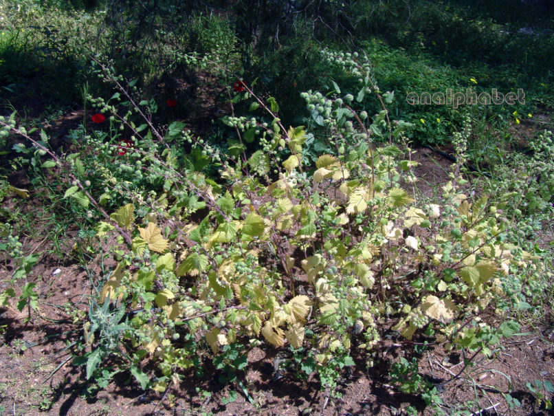 Urtica pilulifera (L.), PARNITHA-2