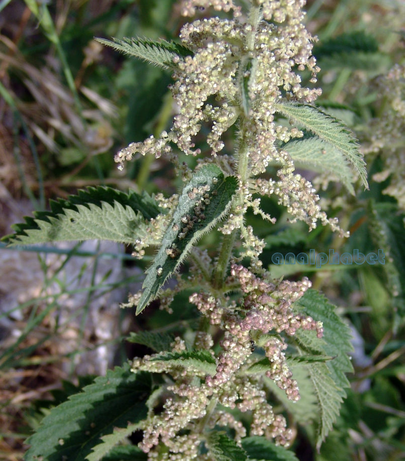 Urtica dioica (L.), PARNITHA-5