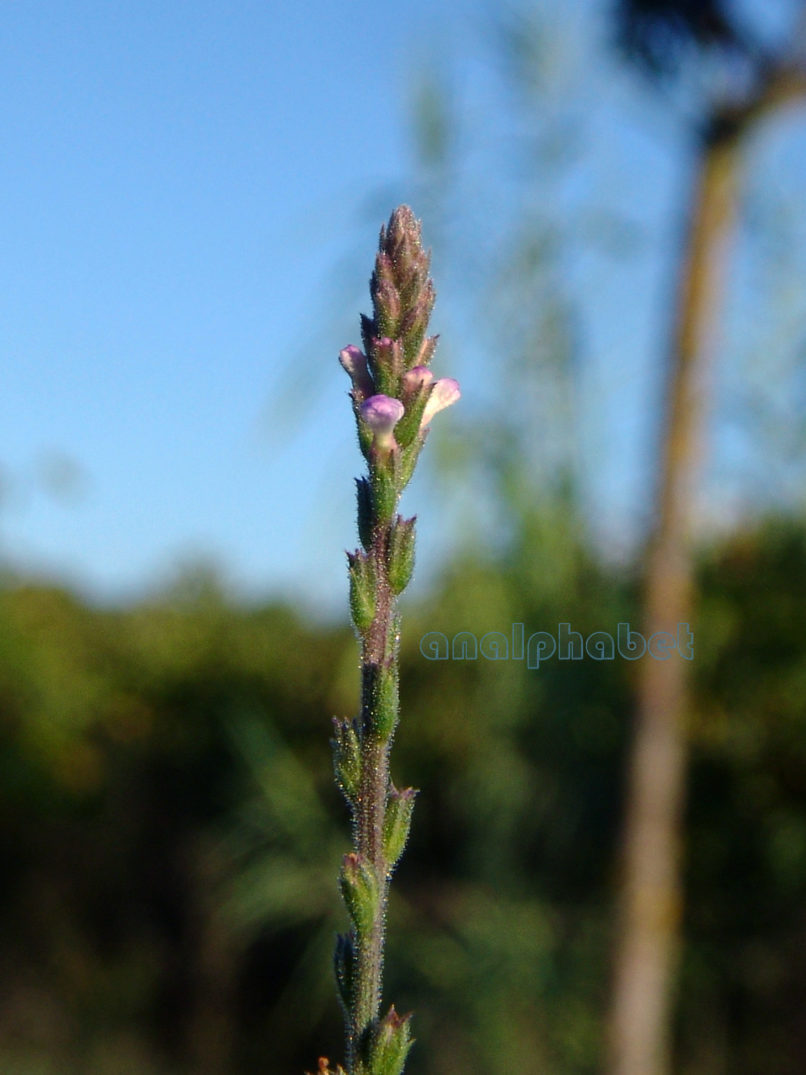 Verbena officinalis (L.), ZAKYNTHOS-SARAKINADO-2