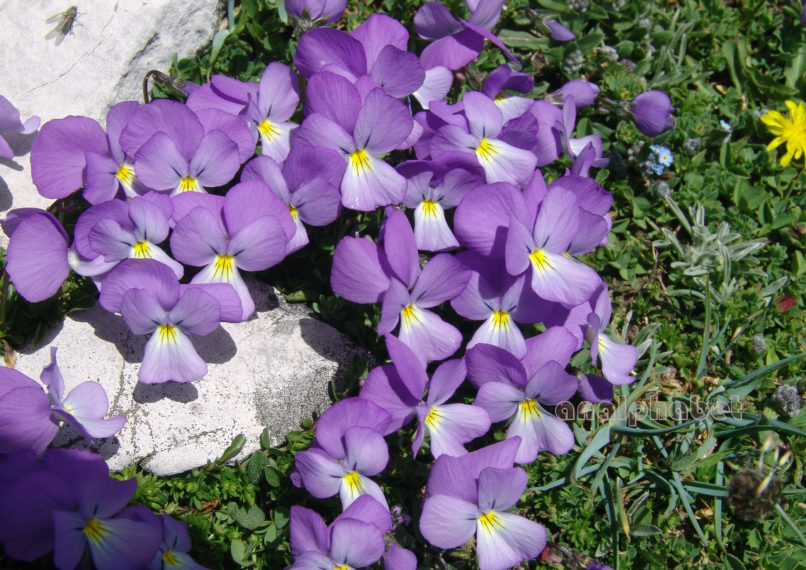 iola 10 [?], OLYMPOS-1