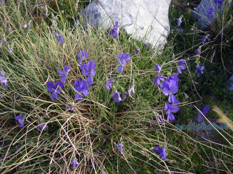 Viola 11 [?], PARNASSOS-1