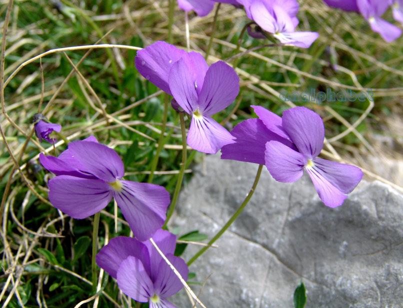 Viola 11 [?], PARNASSOS-2