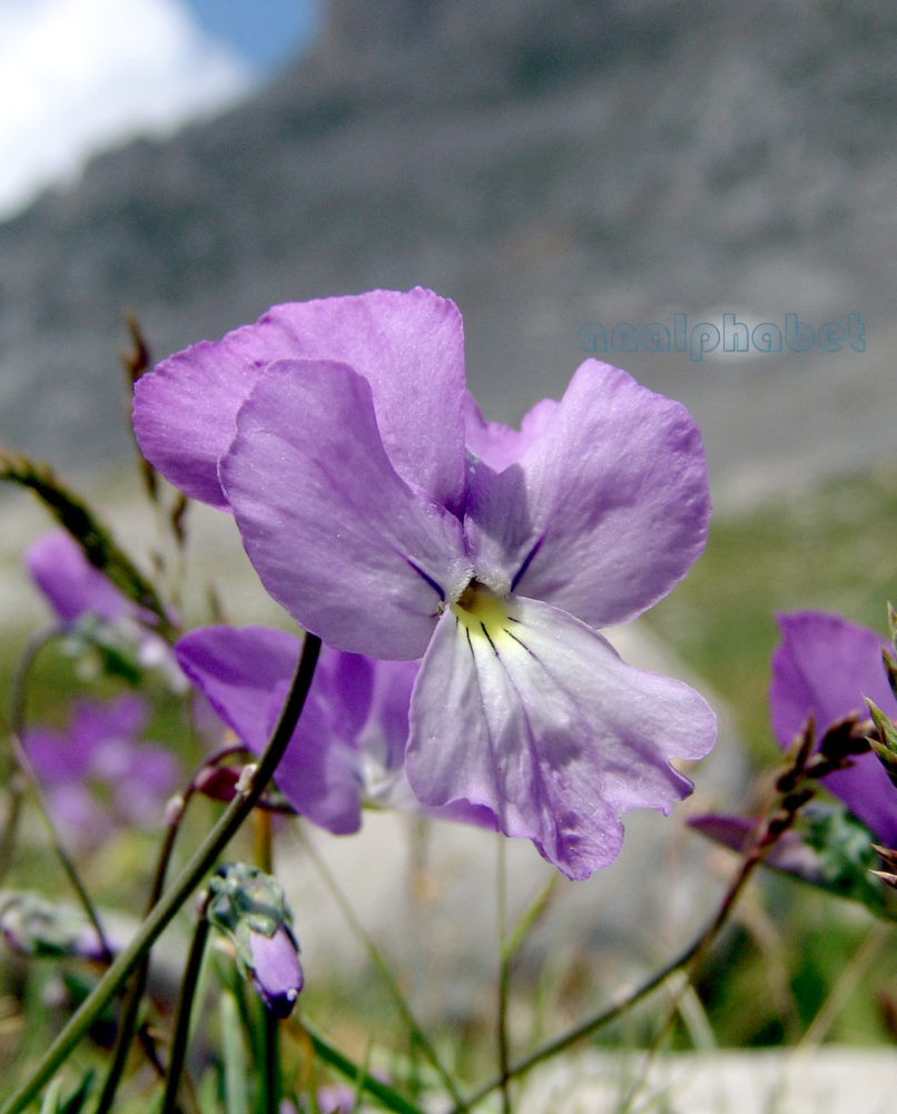 Viola 11 [?], PARNASSOS-4