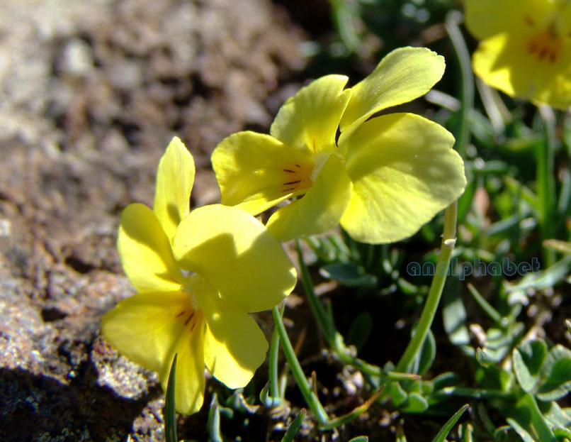 iola 12 [?], SMOLIKAS-2