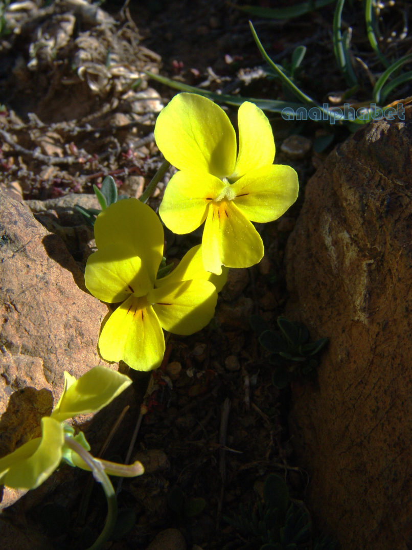 Viola 12 [?], SMOLIKAS-3