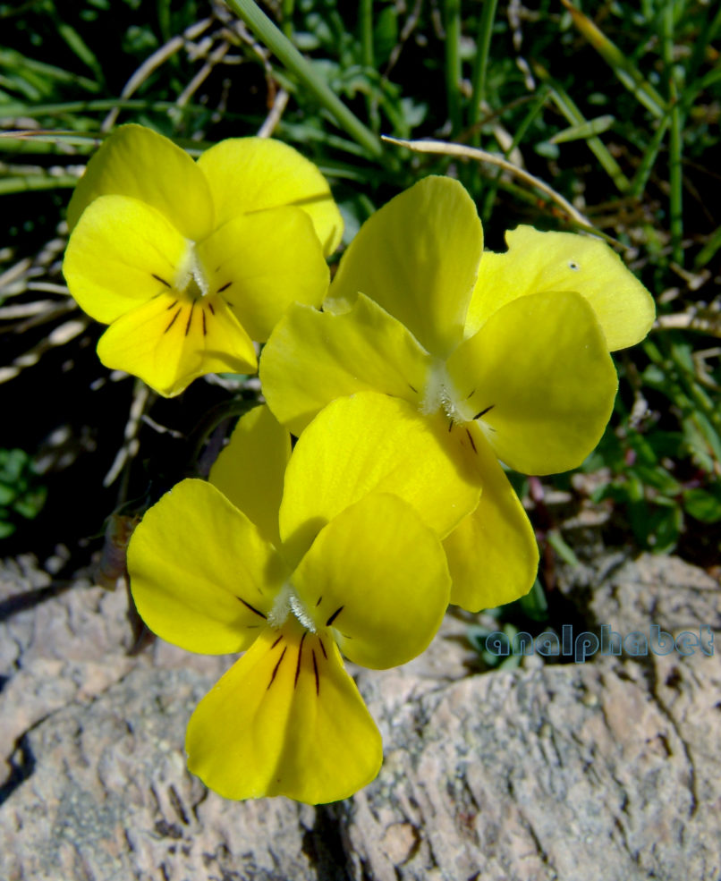 Viola 13 [?], TAYGETOS-1