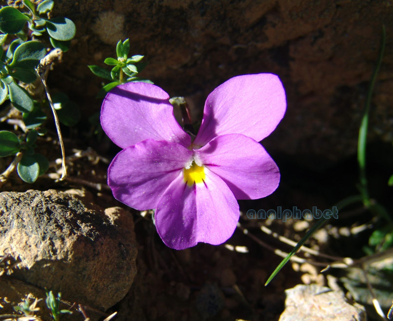 Viola 2 [?], SMOLIKAS-1