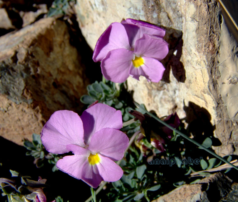 Viola 2 [?], SMOLIKAS-2