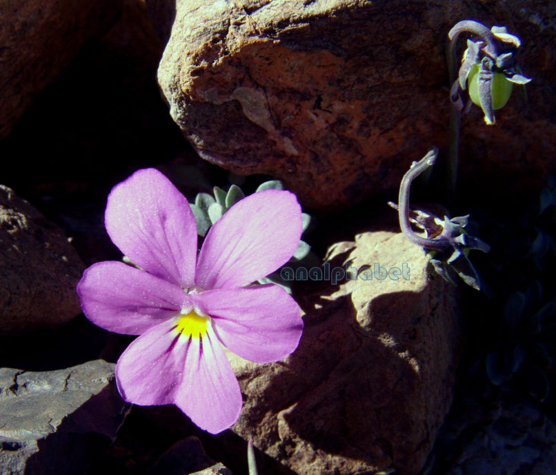 Viola 2 [?], SMOLIKAS-3