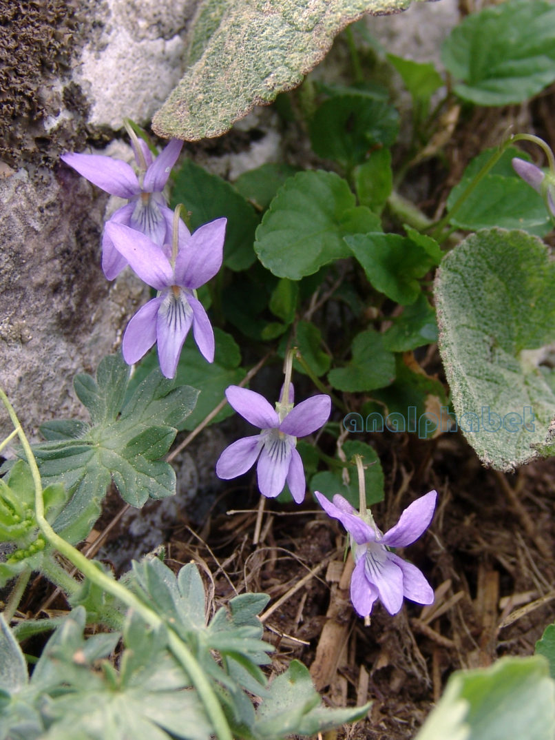 Viola 3 [?], DIRFYS-XEROVOUNI-1