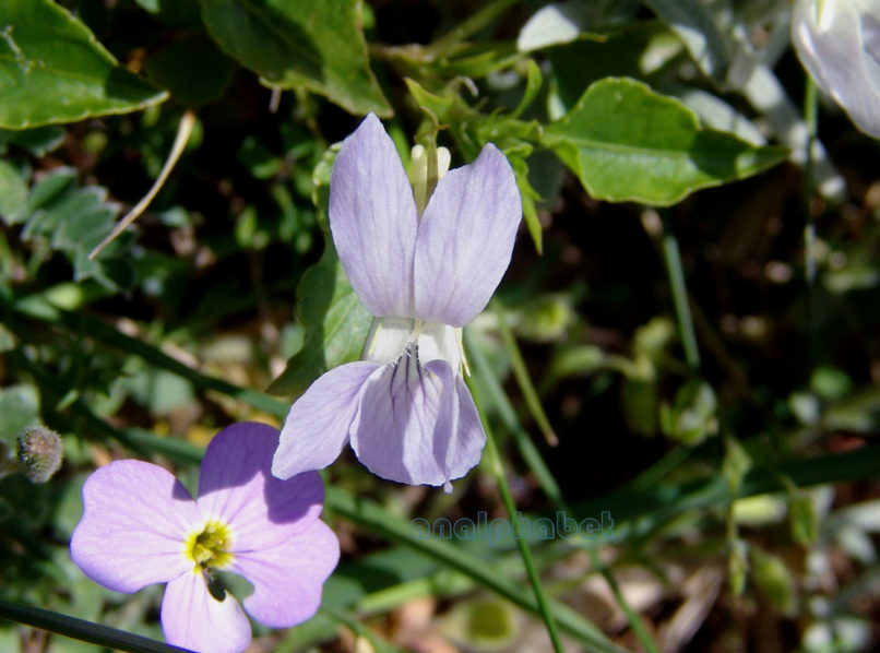 Viola 3 [?], DIRFYS-XEROVOUNI-2