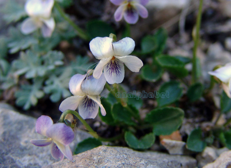 Viola 5 [?], DIRFYS-XEROVOUNI-1