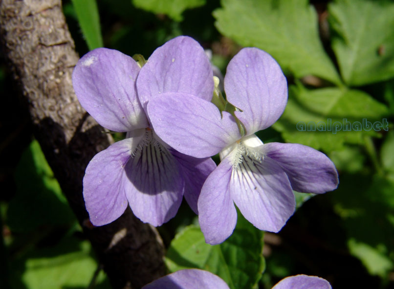 Viola 6 [?], PARNITHA-1