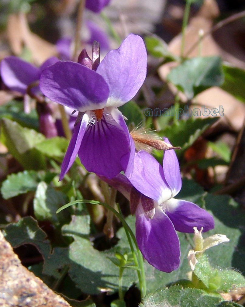 Viola 6 [?], PARNITHA-10