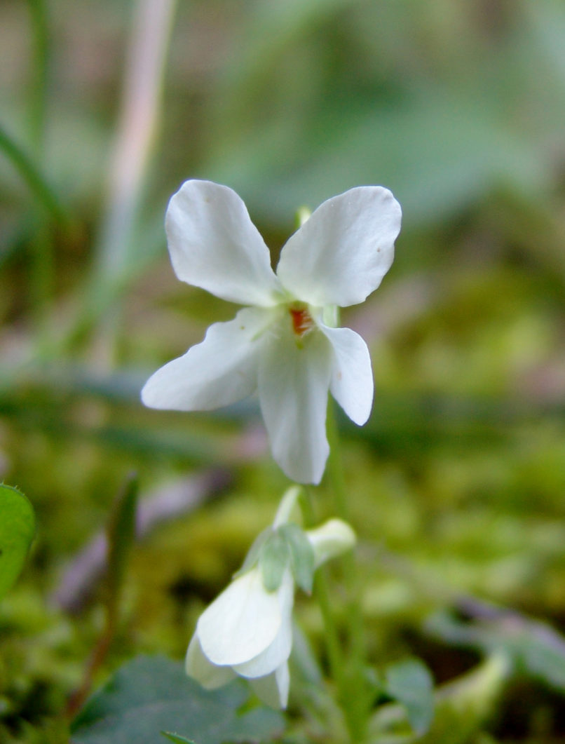 Viola 6 [?], PARNITHA-12