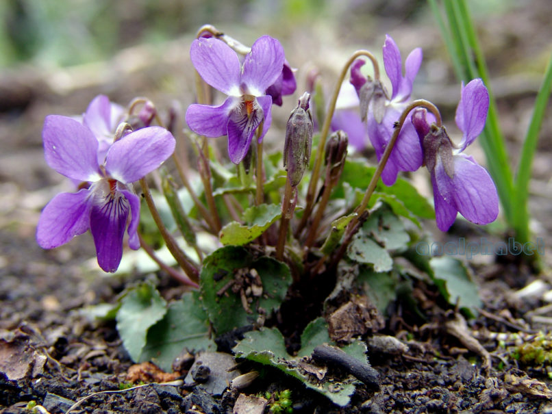 Viola 6 [?], PARNITHA-3