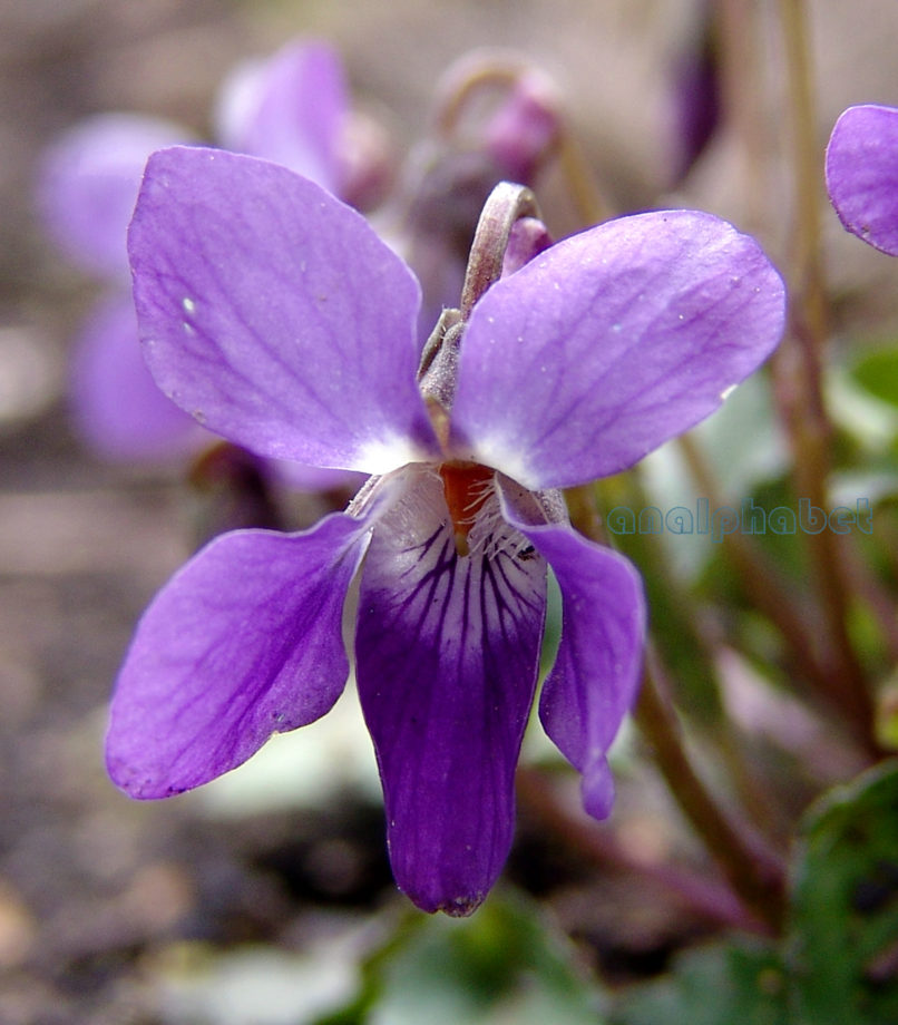 Viola 6 [?], PARNITHA-4