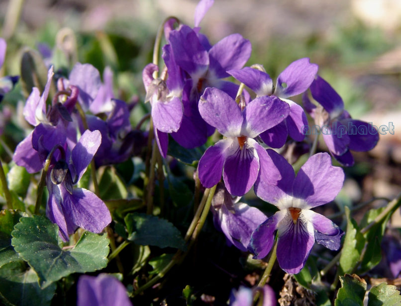 Viola 6 [?], PARNITHA-6