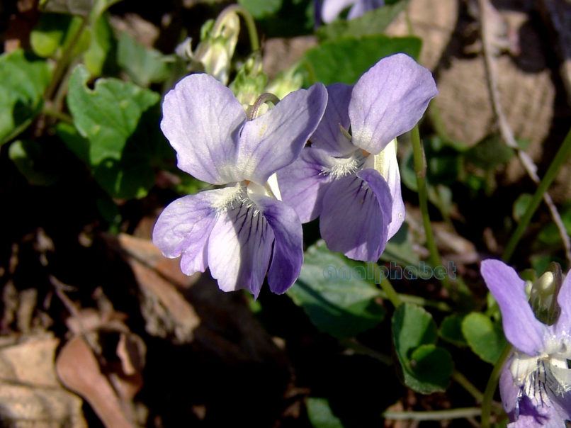 Viola 6 [?], PARNITHA-7