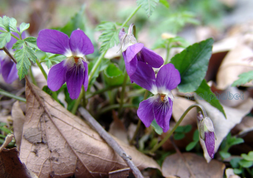 Viola 6 [?], PARNITHA-9