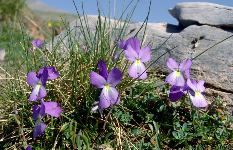 Viola 9 [?], OLYMPOS-1