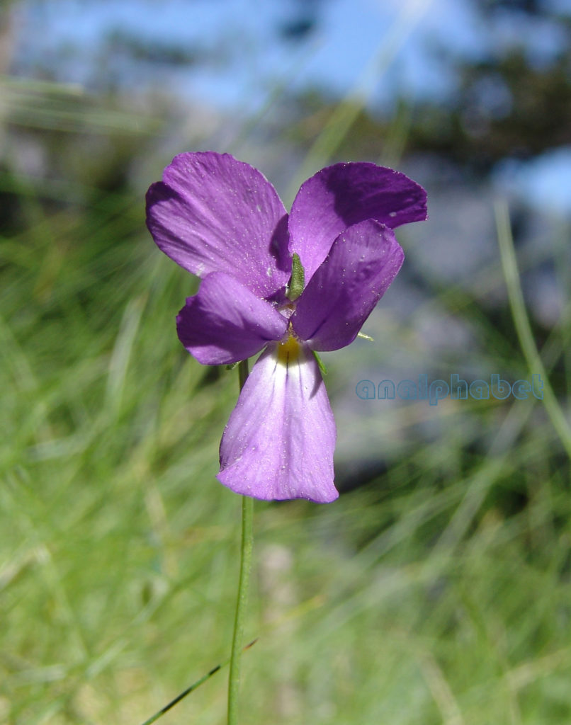 Viola 9 [?], OLYMPOS-2