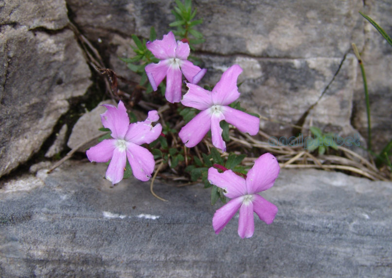 Viola delphinantha (Boiss.), OLYMPOS-2